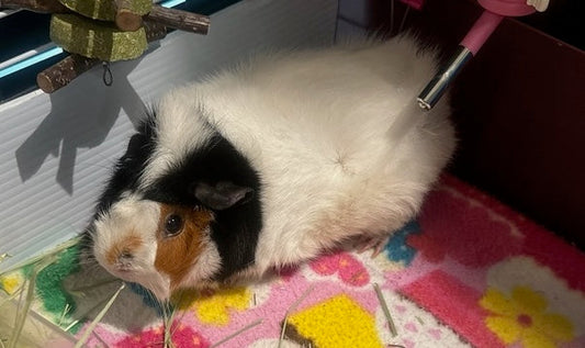 Sponsor Mocha!