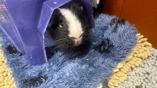Sponsor Oreo!
