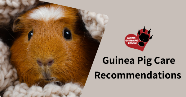 Discover care tips and recommendations for guinea pigs from Austin Guinea Pig Rescue. Learn how to give your furry friend the best life possible!