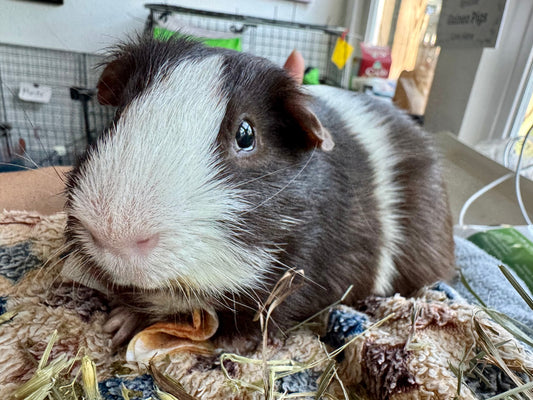 Sponsor Pigly!